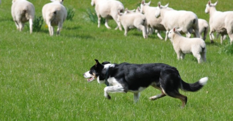 One for Parents: Shepherds not Sheepdogs image