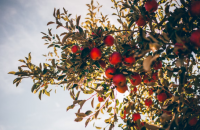 Planting Trees image