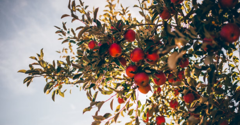Planting Trees image