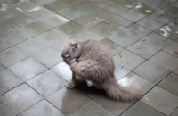 A Trinitarian Itch image