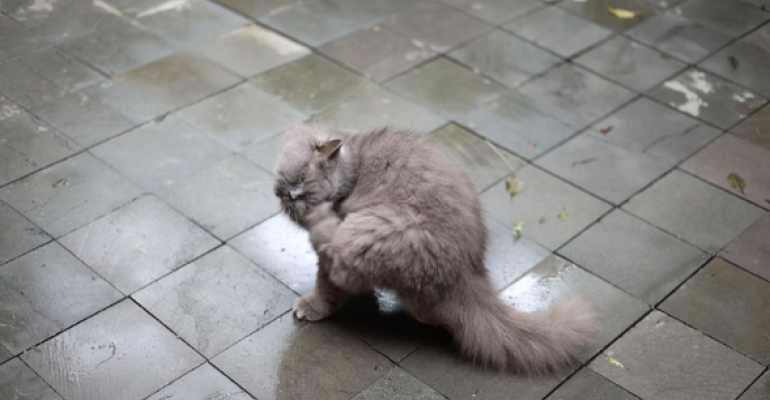 A Trinitarian Itch image