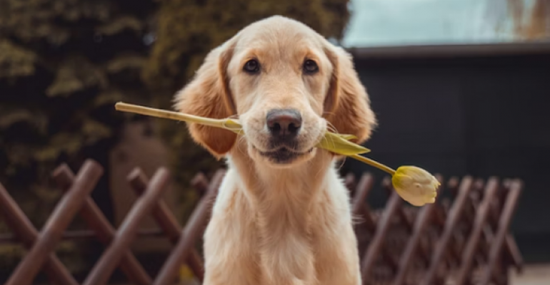 Another Dog in the Fight image