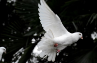 War & Peace, Part 2 image