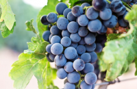 Believe Jesus: Confidence image