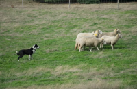 One for Parents: Shepherds not Sheepdogs image