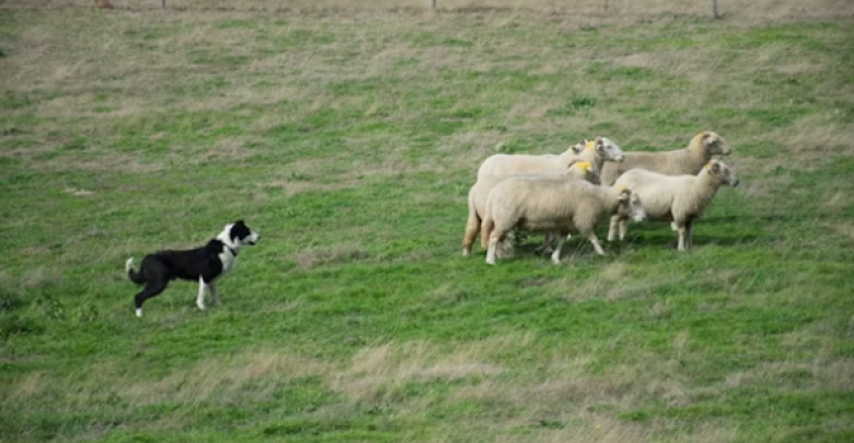 One for Parents: Shepherds not Sheepdogs image