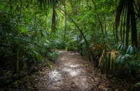 The Heart of the Jungle image