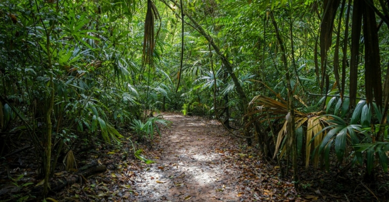 The Heart of the Jungle image