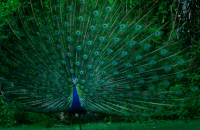 Worship is a Better Apologetic image