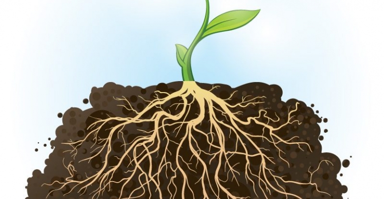The Need for Roots image