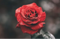 Symbols of the thing signified image