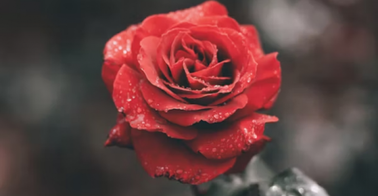 A Thorn on the Rose image