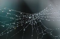 Spider Webs and Pearls image