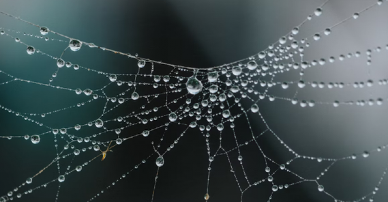 Spider Webs and Pearls image