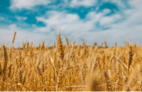 Berry’s Vision image