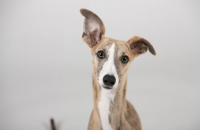 Gone to the Dogs image