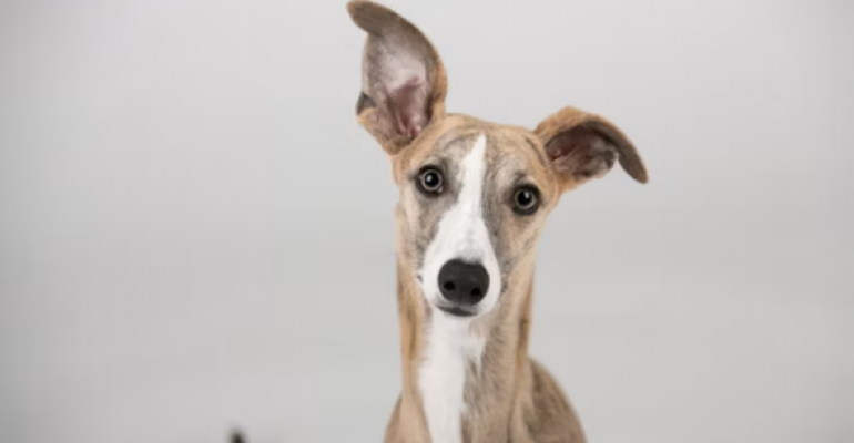 Gone to the Dogs image