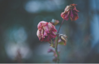 Spare Me the Flowers and Hold the Fish image