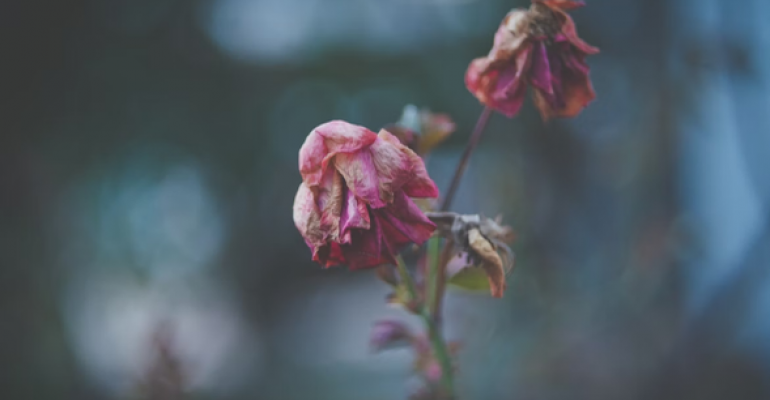 Spare Me the Flowers and Hold the Fish image
