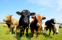 Big Fat Cultural Challenges image