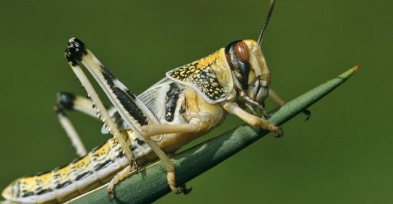 Locusts and Wild Honey: An Object Lesson? image